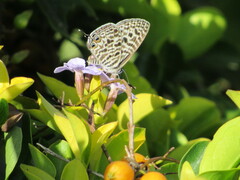 Leptotes pirithous