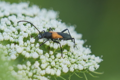 Chrysoprasis basalis
