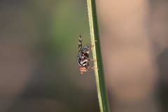 Pterotaenia fasciata