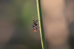 Pterotaenia fasciata