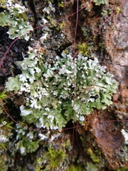 Physconia perisidiosa