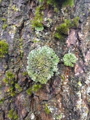 Physconia perisidiosa