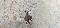 Scytodes globula