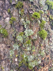 Physconia perisidiosa