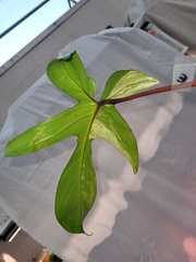 Philodendron pedatum