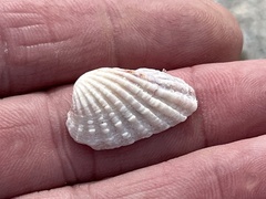 Cardites floridanus