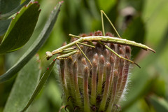 Archimantis latistyla