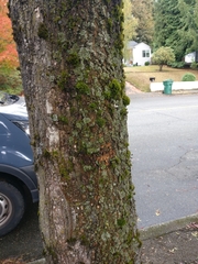 Physconia perisidiosa