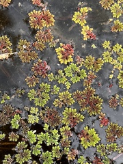 Azolla caroliniana