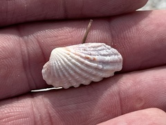 Cardites floridanus