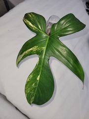 Philodendron pedatum