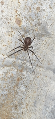 Scytodes globula
