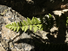 Cheilanthes hypoleuca