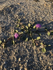 Abronia villosa villosa