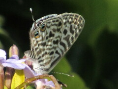 Leptotes pirithous