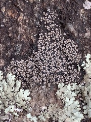 Acarospora fuscata