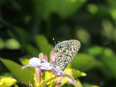 Leptotes pirithous