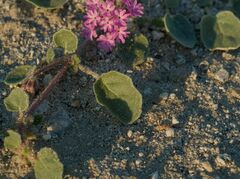 Abronia villosa villosa