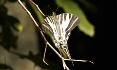 Protographium leosthenes