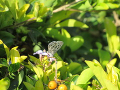 Leptotes pirithous