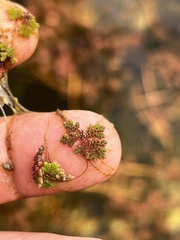 Azolla caroliniana