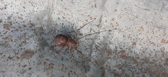 Scytodes globula