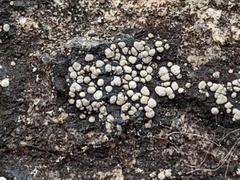 Acarospora fuscata