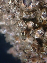 Amphibalanus amphitrite