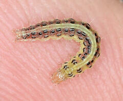Pyraustinae