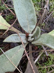 Verbascum thapsus
