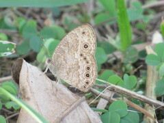 Satyrinae