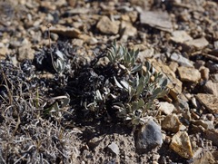 Eriogonum desertorum