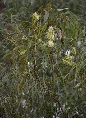 Grevillea parallela