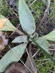 Verbascum thapsus