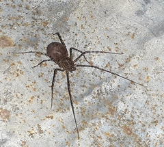 Scytodes globula