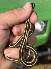 Thamnophis saurita saurita