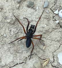 Nurscia albomaculata