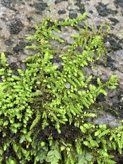 Claopodium