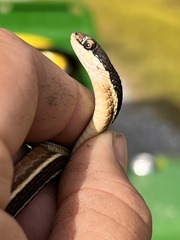 Thamnophis saurita saurita