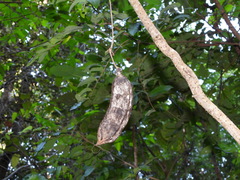 Mucuna