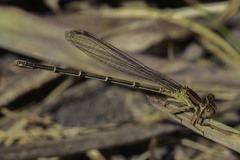 Argia fumipennis