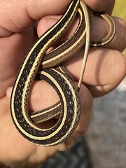 Thamnophis saurita saurita