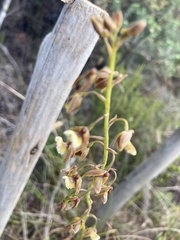 Eulophia bolusii