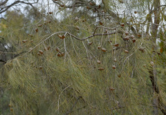 Hakea persiehana