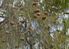 Hakea persiehana