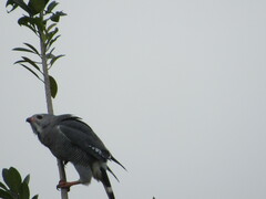Kaupifalco monogrammicus
