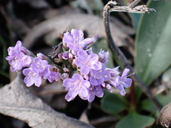 Limonium vulgare