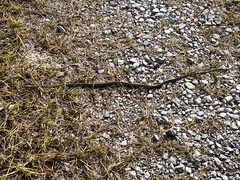 Thamnophis saurita saurita