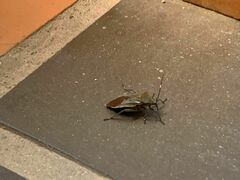 Pachylis laticornis