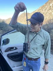 Thamnophis hammondii